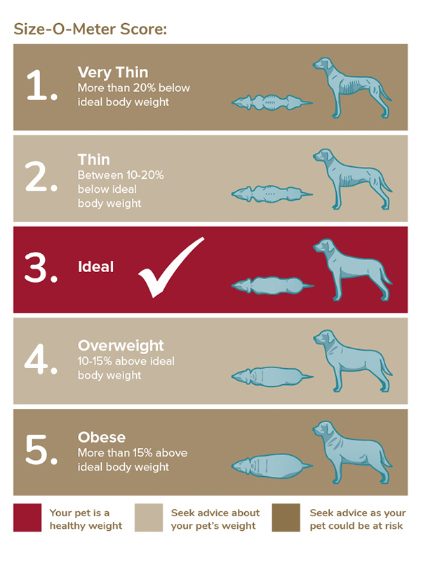 Dog Size-O-Meter