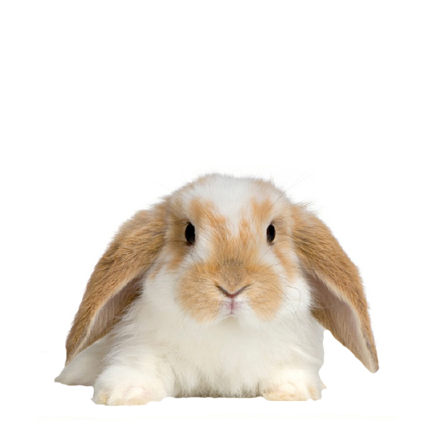 Welcome to Trophy Pet Foods - Trusted by customers​​​​