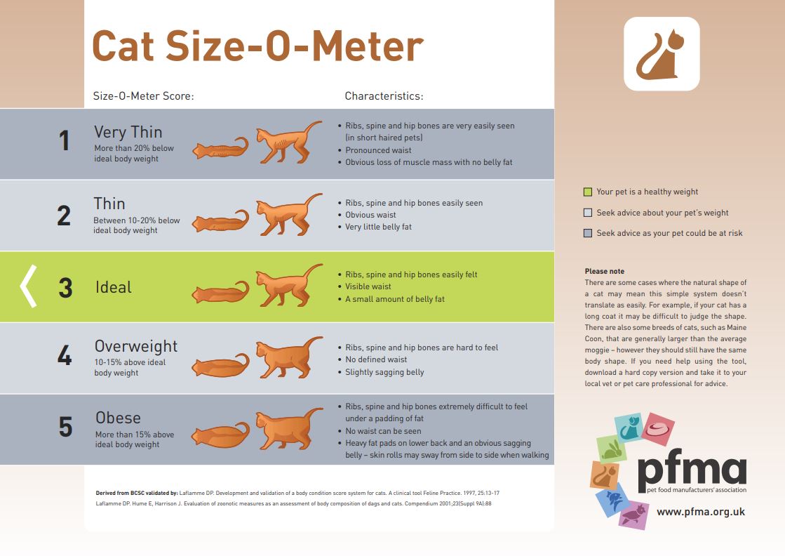 cat-size-o-meter