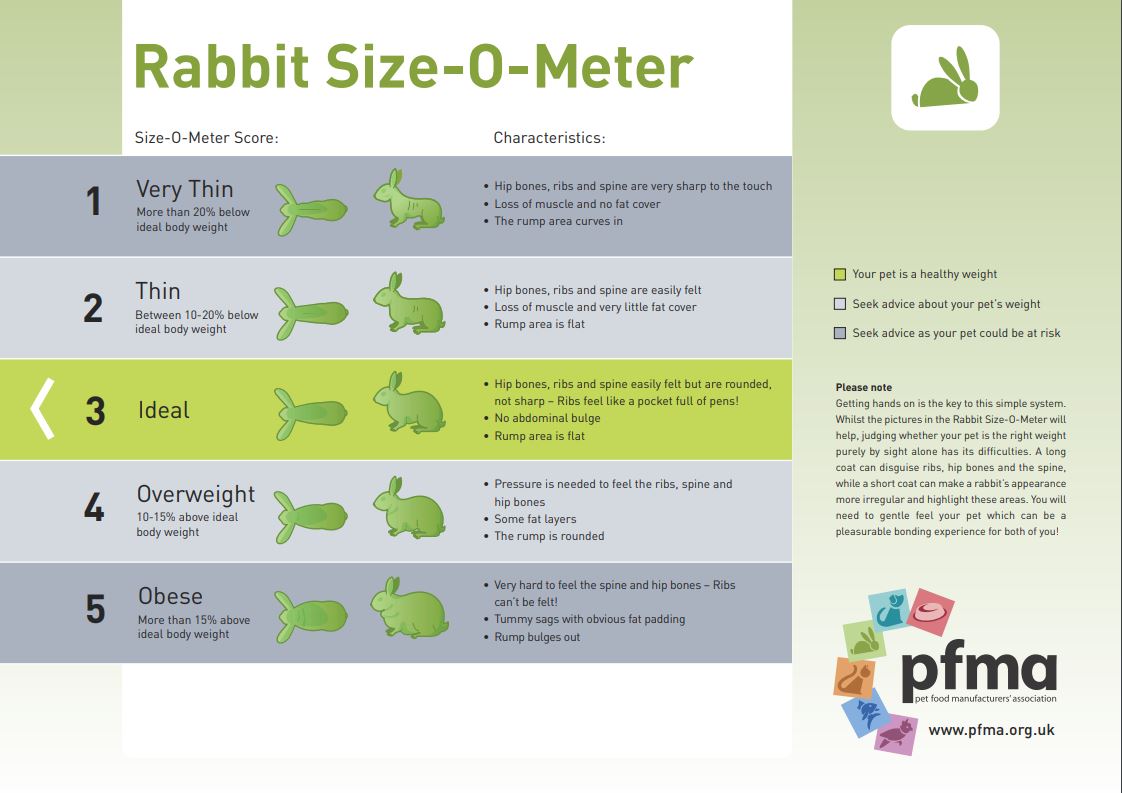 rabbit-size-o-meter